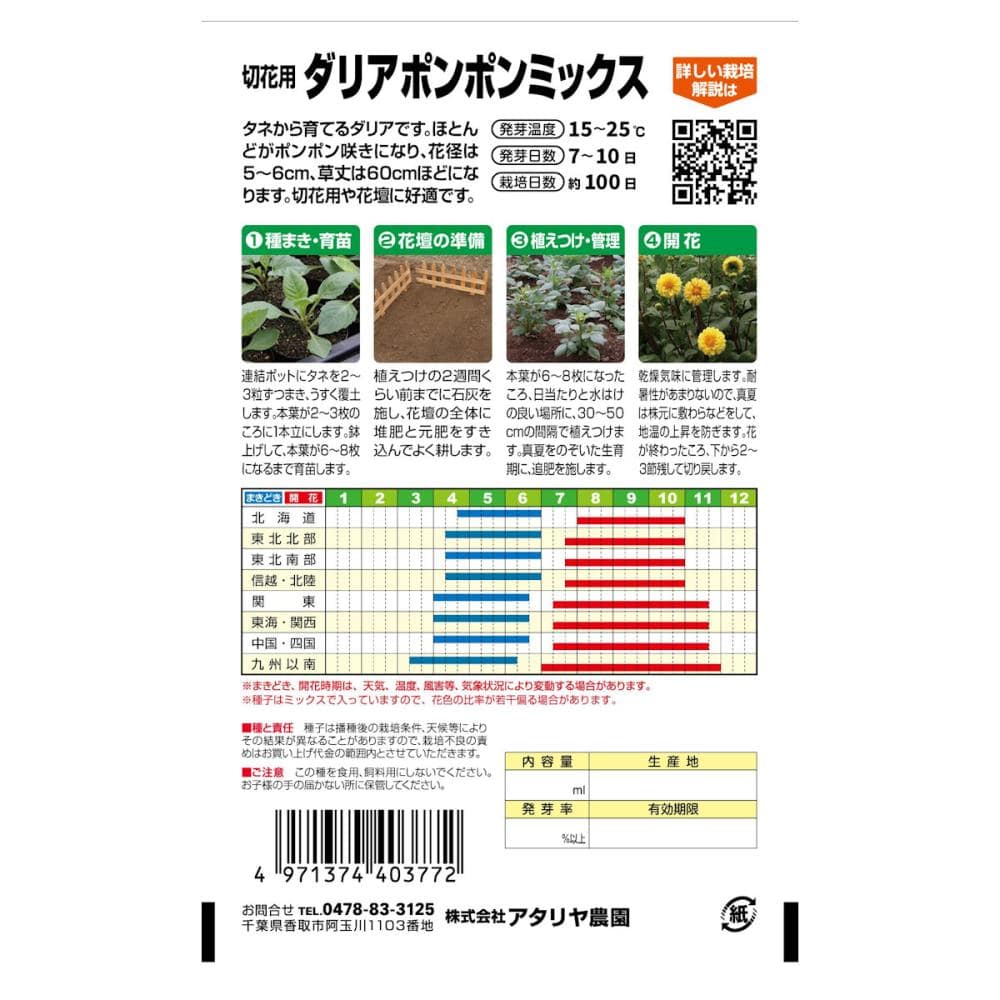 切花用ダリアポンポンミックス