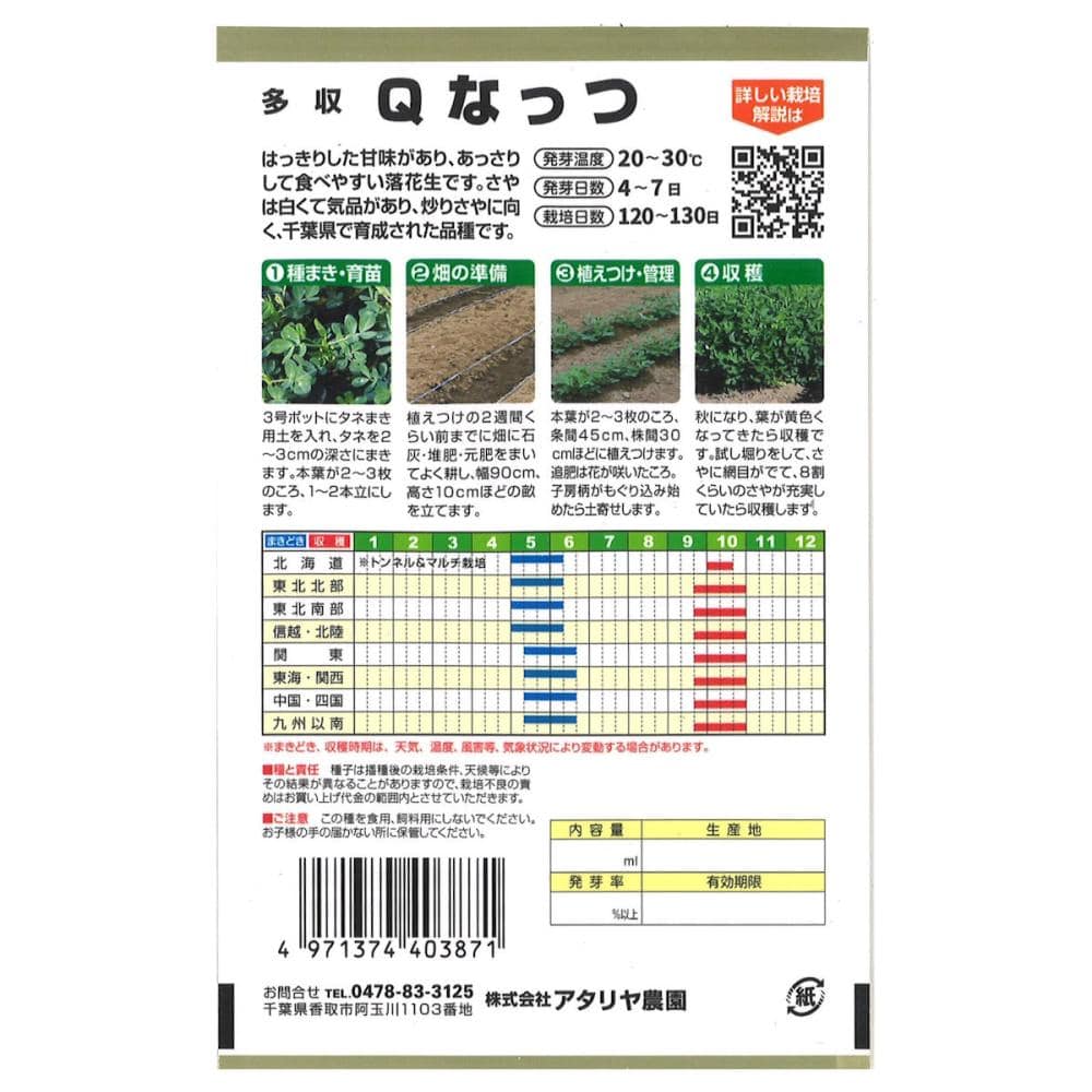 ラッカセイ種子　多収　落花生　Ｑなっつ