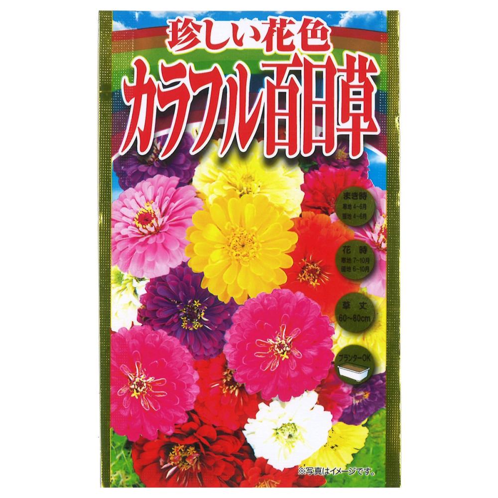 ヒャクニチソウ種子　珍しい花色　カラフル百日草