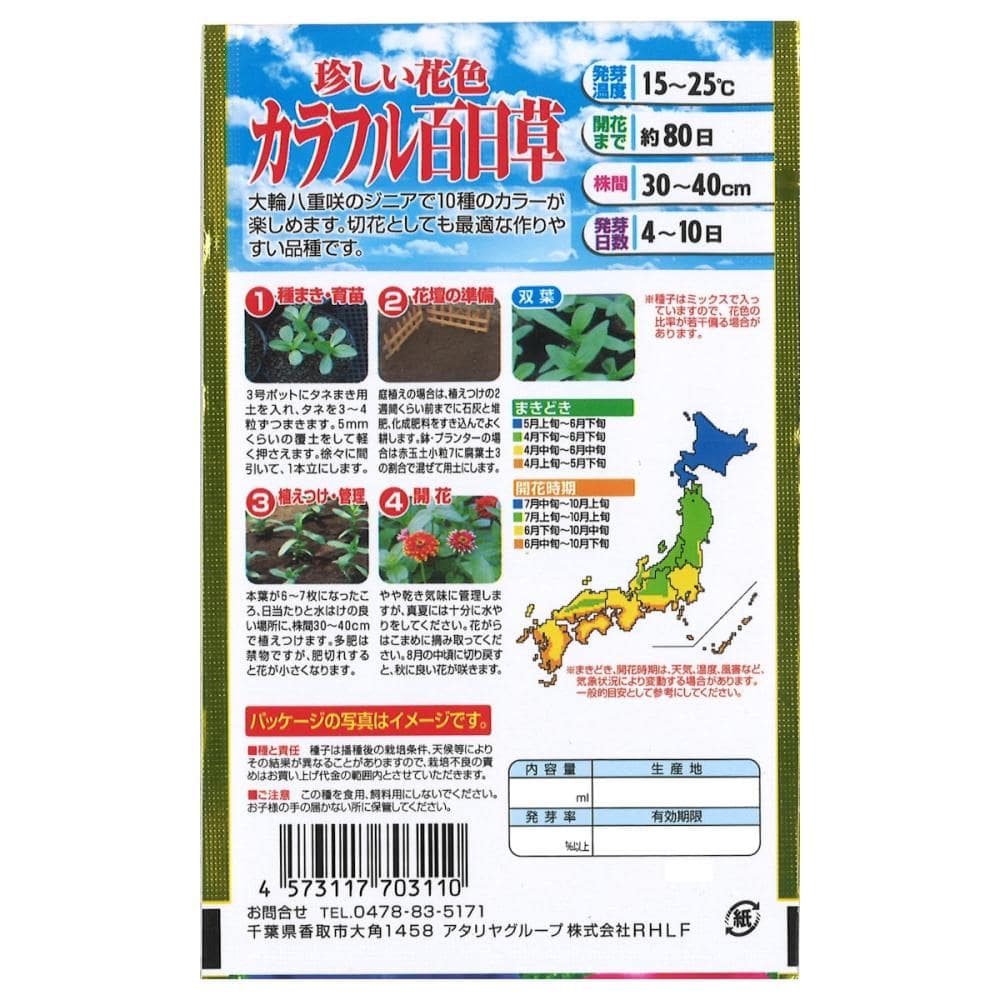 ヒャクニチソウ種子　珍しい花色　カラフル百日草
