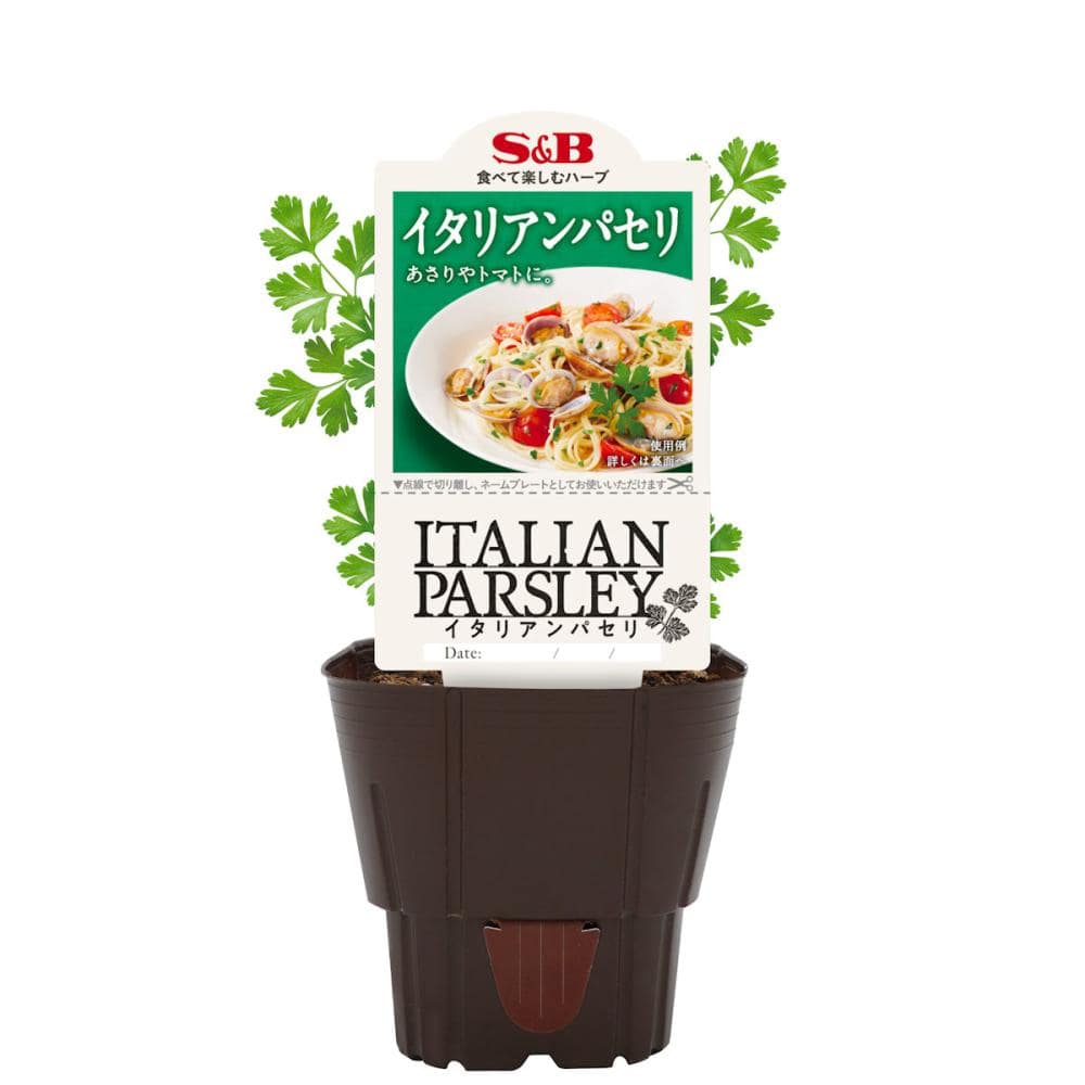 Ｓ＆Ｂハーブ苗　イタリアンパセリ　９ｃｍ苗