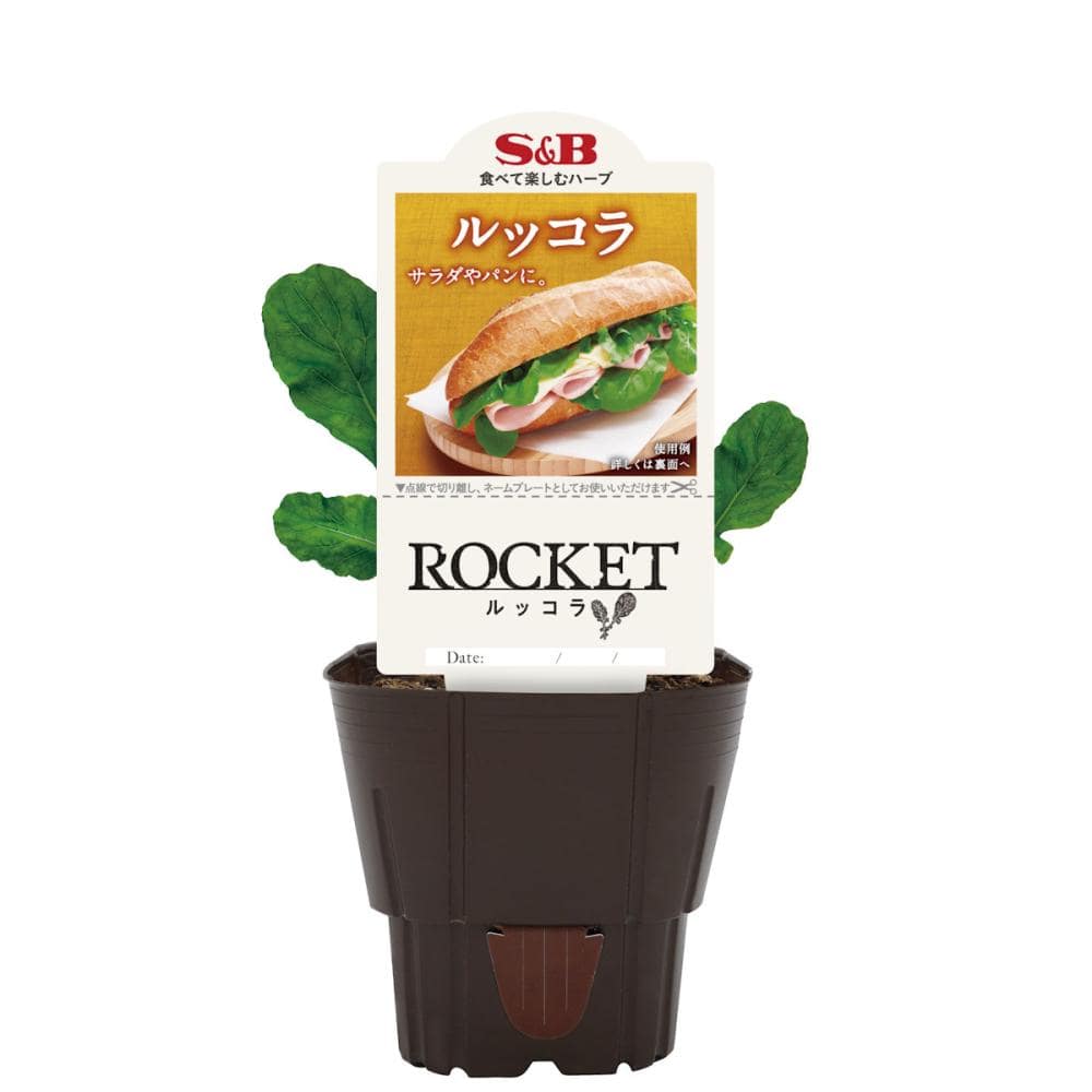 ルッコラ