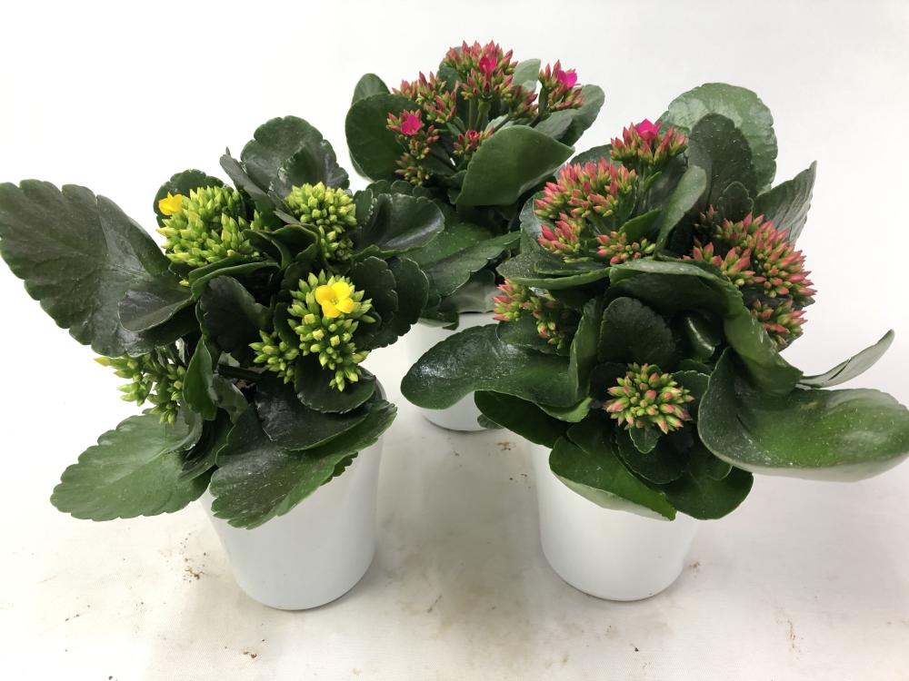 【卒入学予約】　カランコエ　１２ｃｍ鉢　赤系　【申込期限：３月１５日】