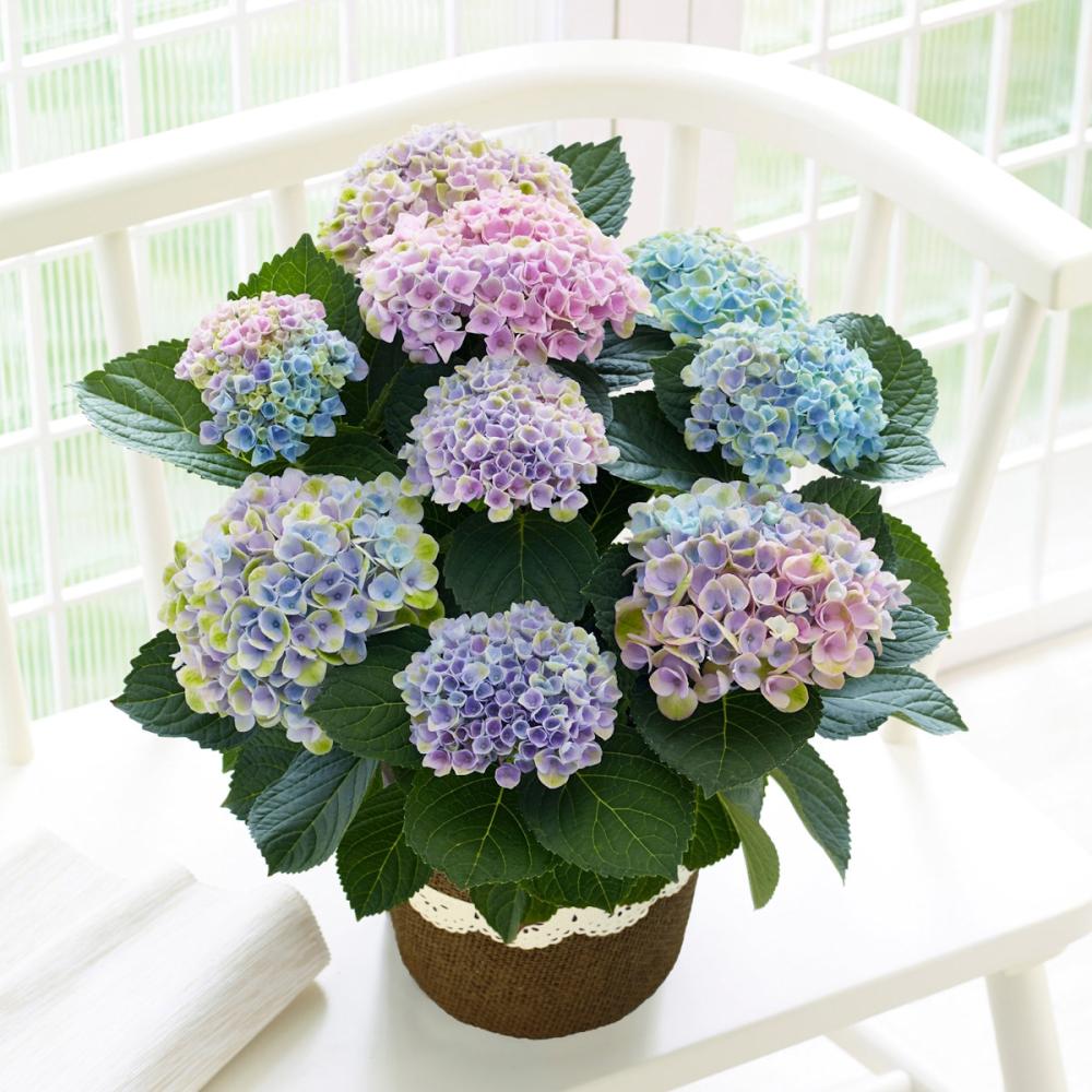 【母の日ギフト】　アジサイ　マジカルレボリューション　レインボー　【申込期限：５月６日】【お届け予定日：５月７日～１０日】