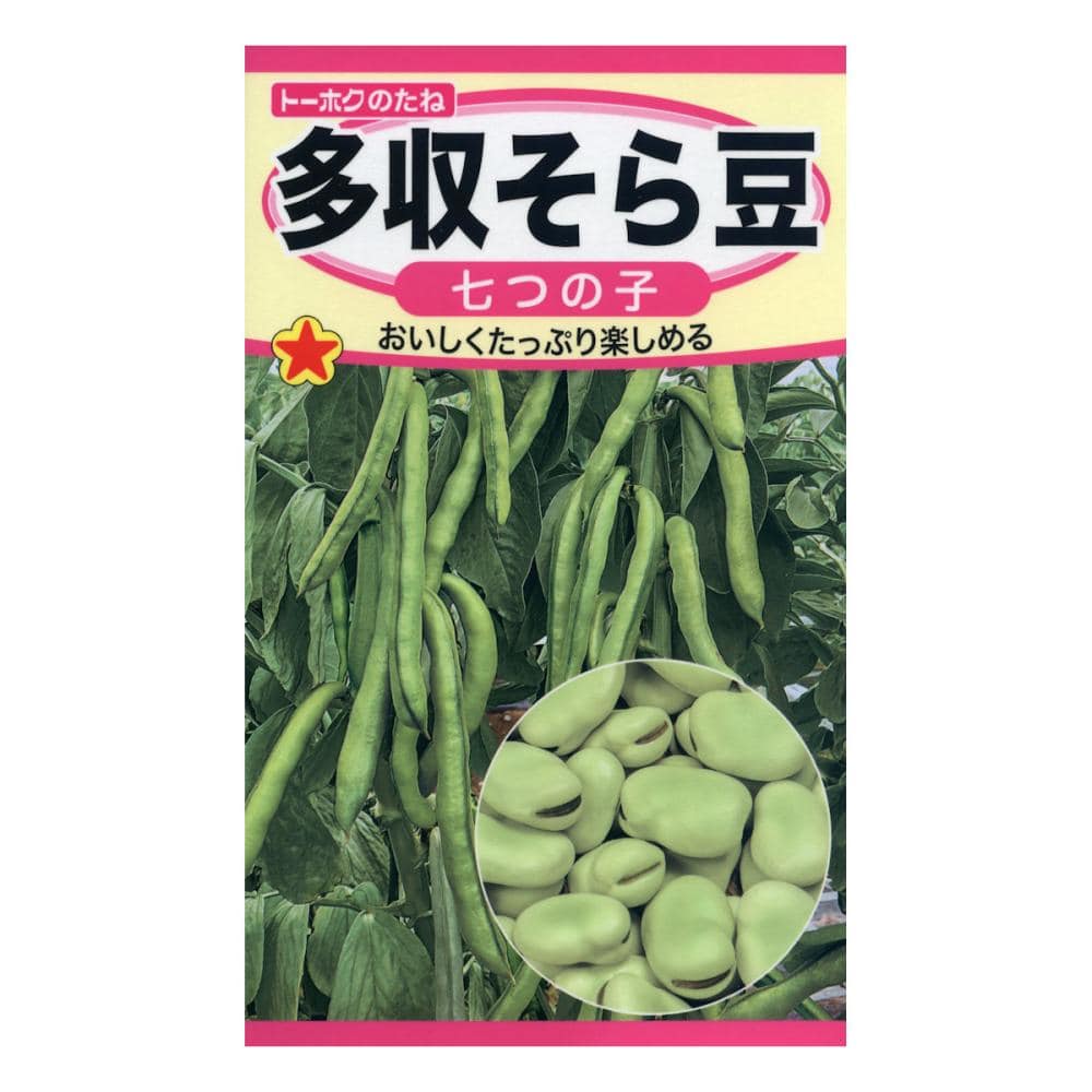 多収そら豆　七つの子