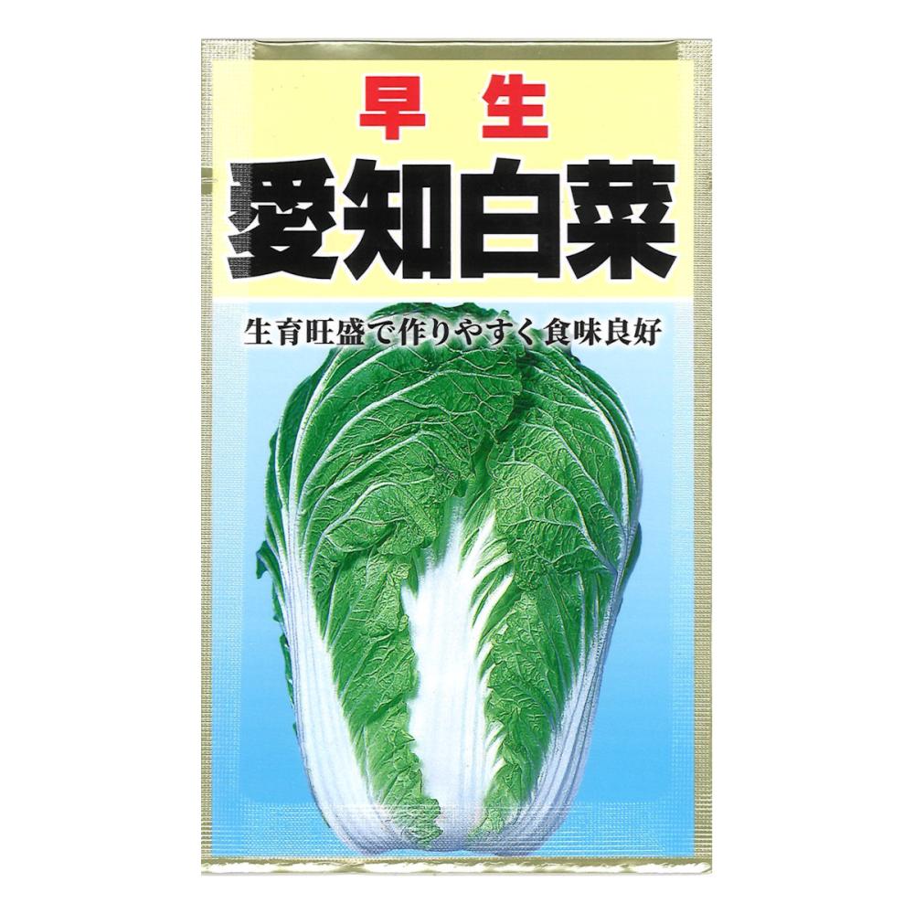 愛知白菜
