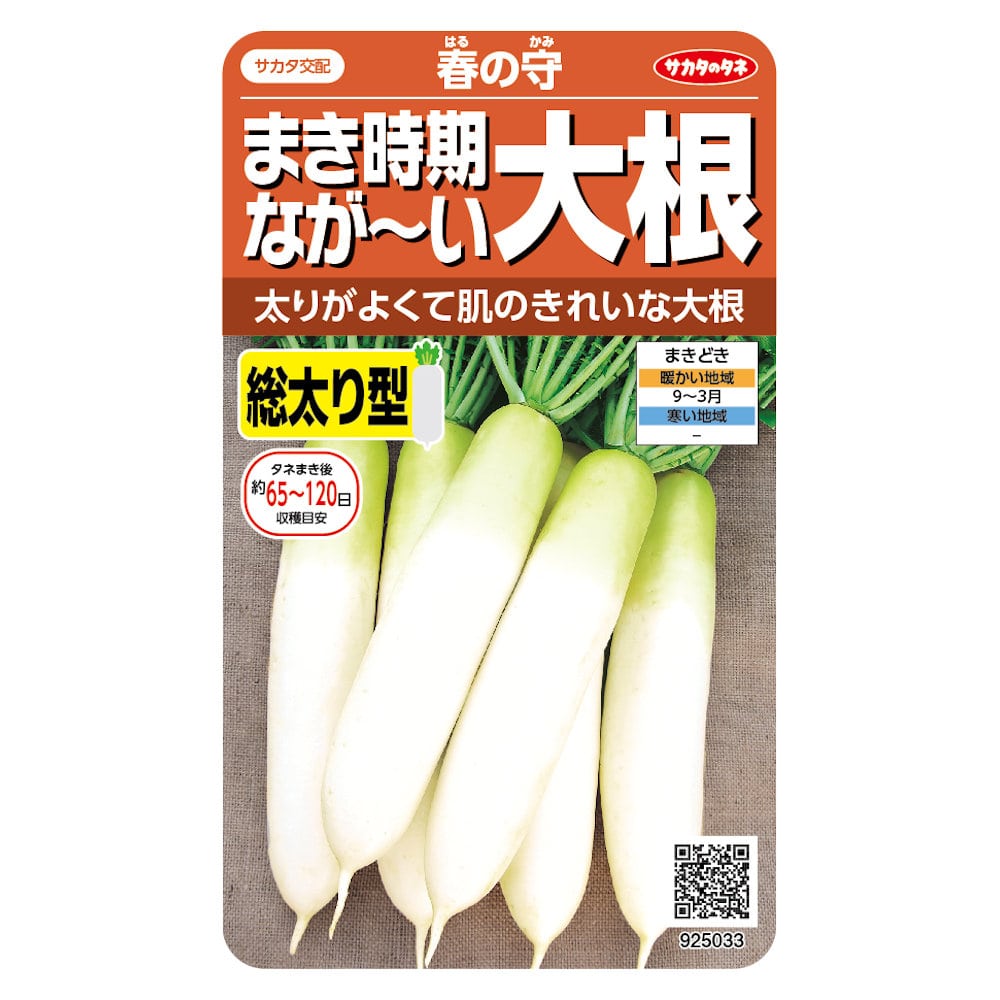 ダイコン　まき時期ながーい大根　春の守