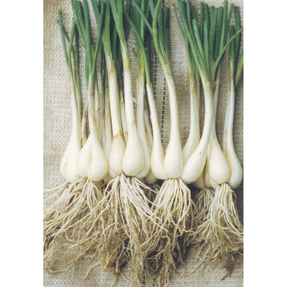 【秋予約】　国産らっきょう　５ｋｇ 　【申込期限：７月２６日】【引渡予定日：８月８日～１６日】