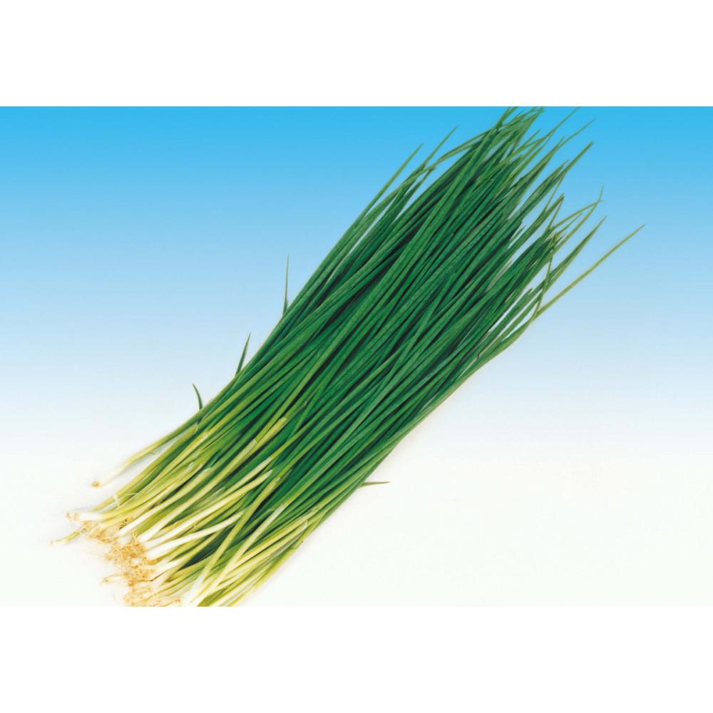 【秋予約】　アサツキ　５００ｇ　 【申込期限：７月２６日】【引渡予定日：８月８日～１６日】
