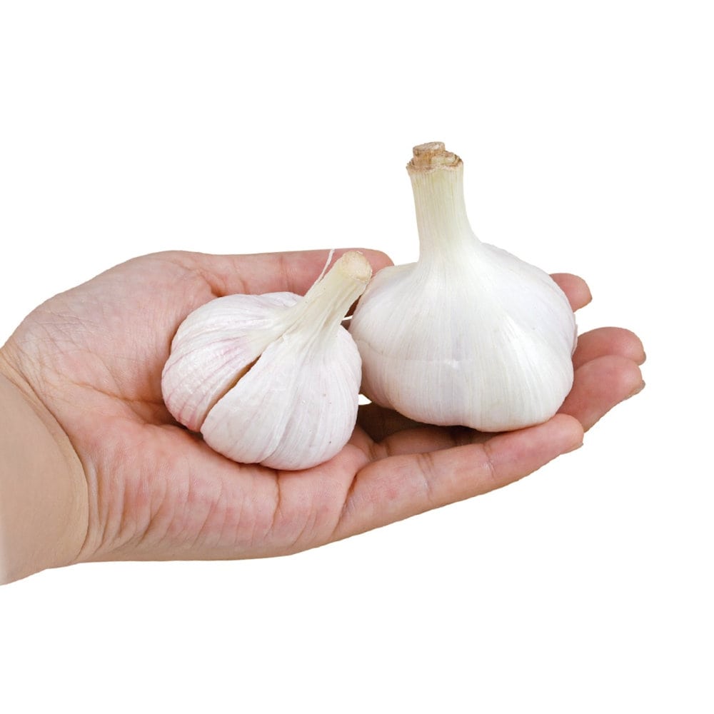 国産嘉定種　３ｋｇ