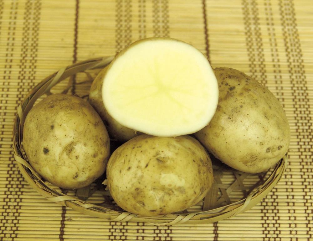 【秋予約】　秋植えジャガイモ　デジマ　１ｋｇ 　引渡し期間８／９（土）～８/１８（日）