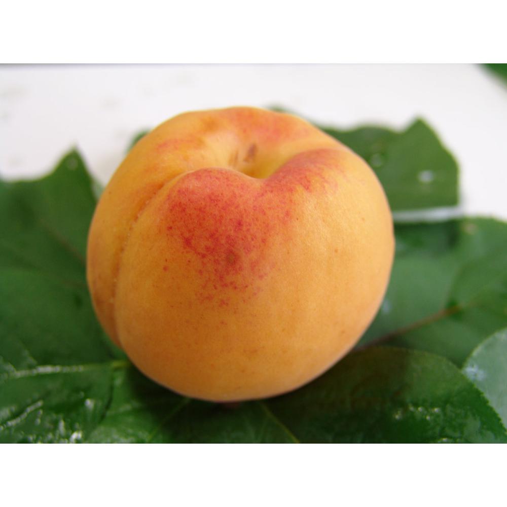 【春予約】　アンズ苗　平和　【引渡予定日：４／４（土）～１２（日）】