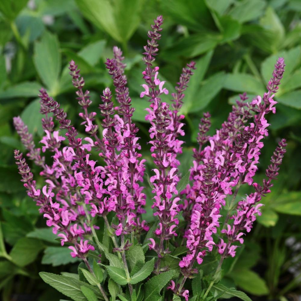 花予約 サルビア ピンクフィールド ３株セット 申込期限 ９月１９日 の通販 ホームセンター コメリドットコム