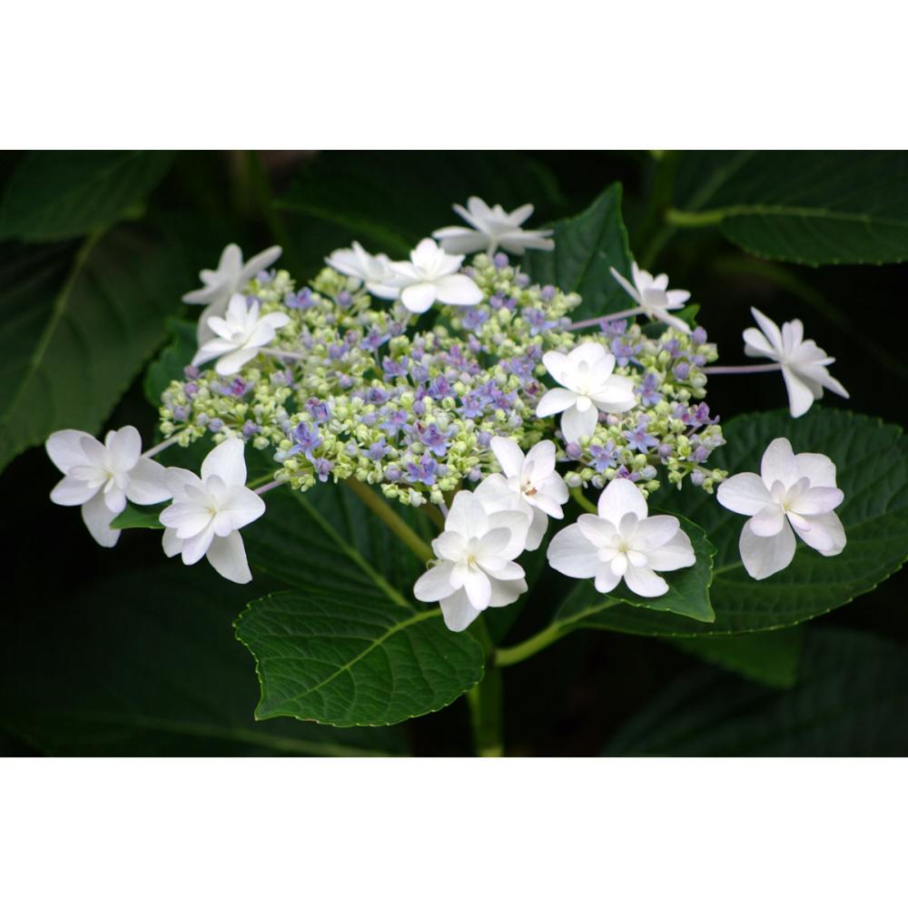 【秋予約】　加茂紫陽花　シンデレラ　１０．５ｃｍ　【申込期限：９月２７日】【引渡予定日：１０月１０日～１８日】