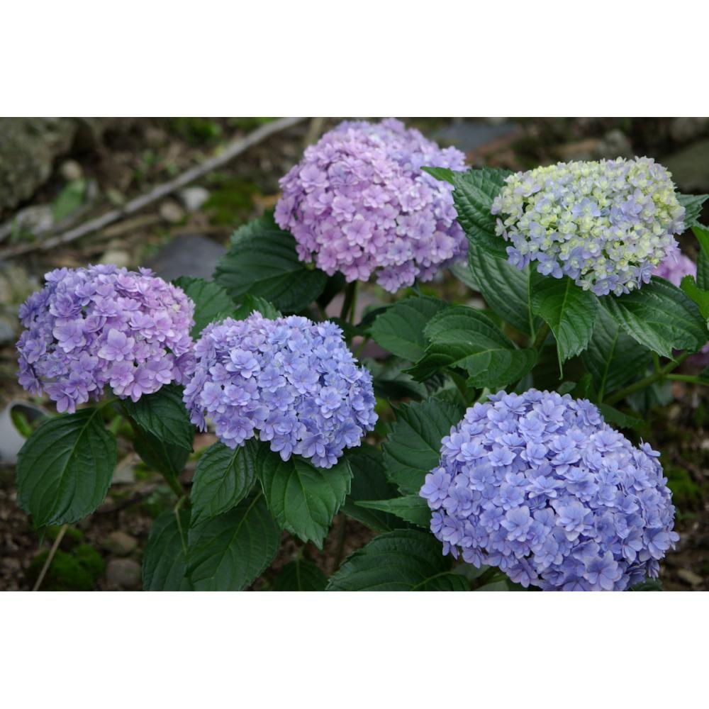 【花予約】　加茂紫陽花　てまりてまり　１０．５ｃｍ　【引渡し期間：１０月１１日（土）～１０月１９日（日）】