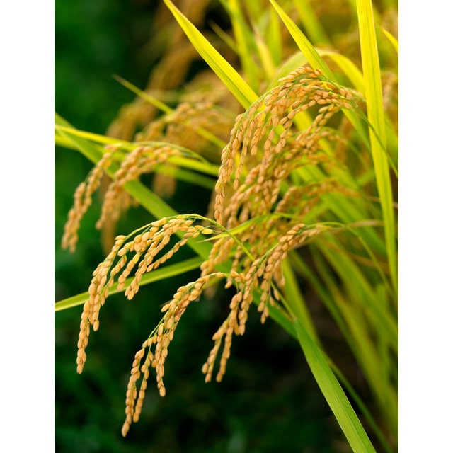 新潟県産　令和４年度　新潟県認証特別栽培米　魚沼産コシヒカリ　玄米３０ｋｇ