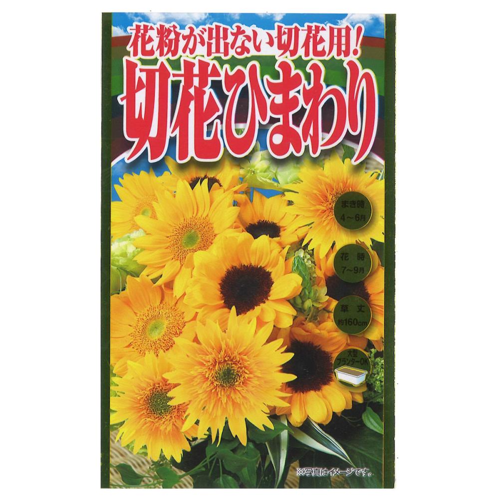 ヒマワリ種子　花粉が出ない切花用！ひまわり