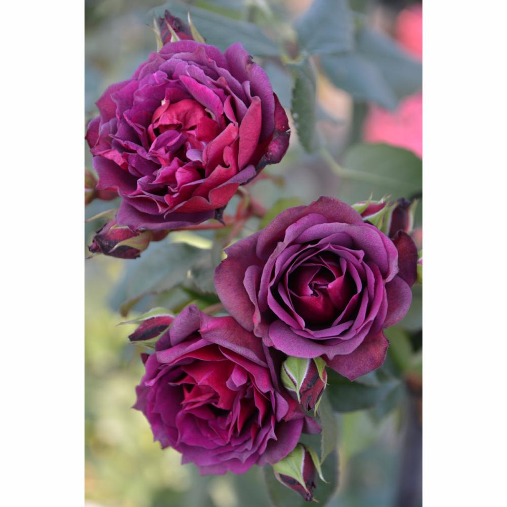 バラ予約 ウィンディナイト 申込期限 ２月２６日まで の通販 ホームセンター コメリドットコム