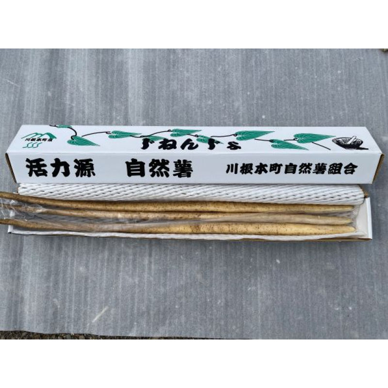 静岡県産　自然薯　１ｋｇ（２～３本入）【注文期限：２０２６年２月２８日】