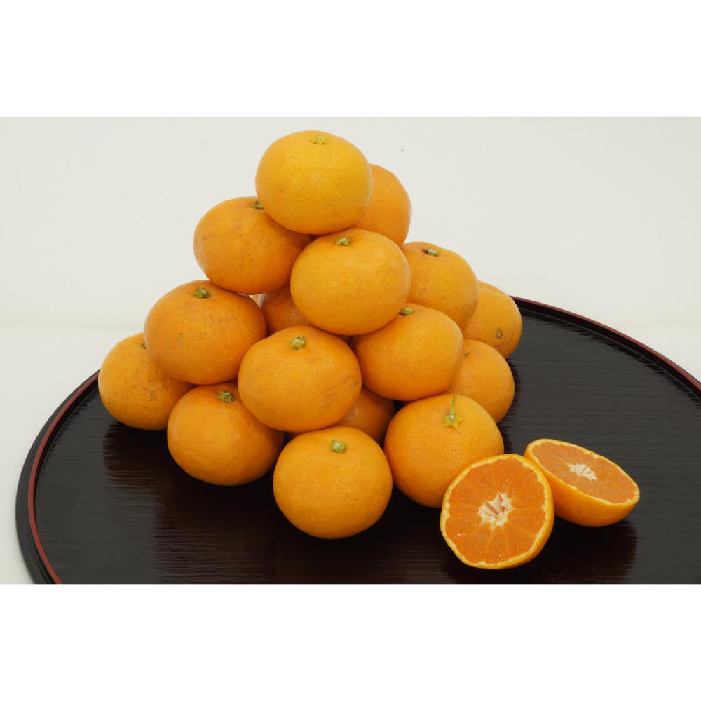 和歌山県有田川町産 木成り完熟みかん 約5kg(60~80玉入)【注文期限:2025年12月24日】