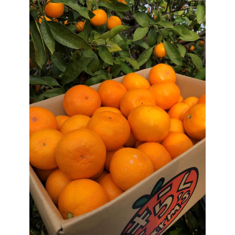 〔産地直送〕和歌山県産　有田みかん～ふぞろいなみかんたち～約１０ｋｇ【ご注文期限：２０２５年１２月３１日】