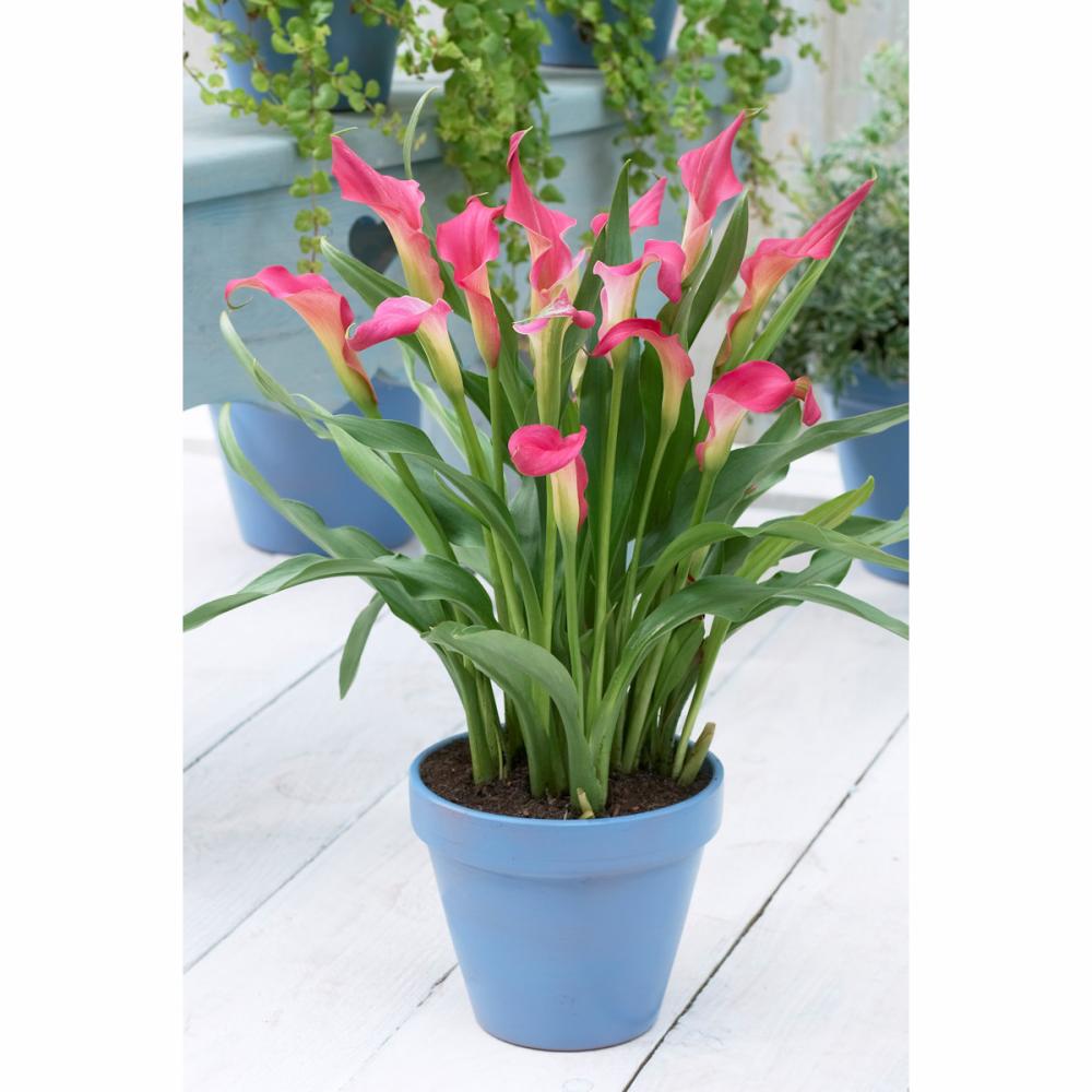 【春予約】　たくさん花が咲くカラー　ピンク　１球　【引渡予定日：４／４（土）～１２（日）】