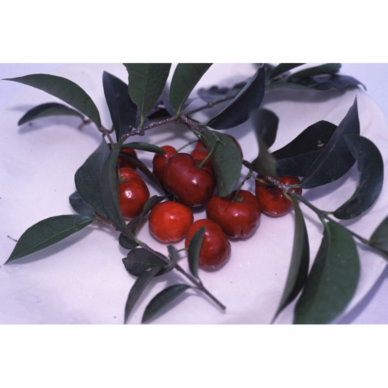 【春予約】　アセロラ苗　【引渡予定日：４／４（土）～１２（日）】