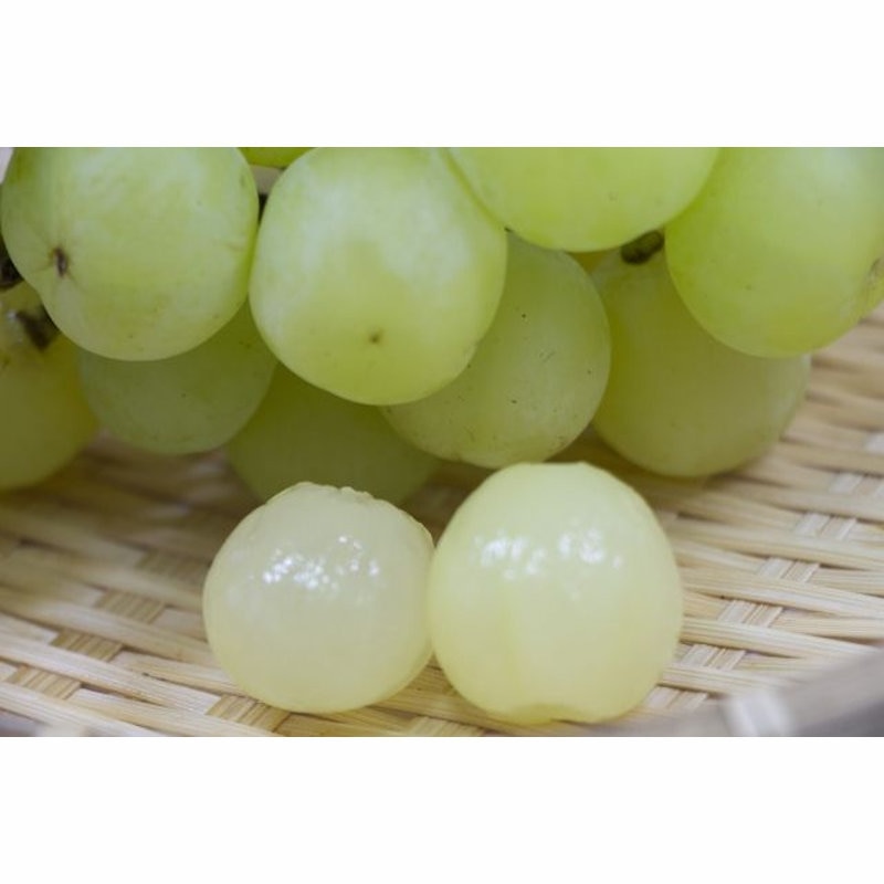 【春予約】　ブドウ苗　瀬戸ジャイアンツ　挿木　【引渡予定日：４／４（土）～１２（日）】