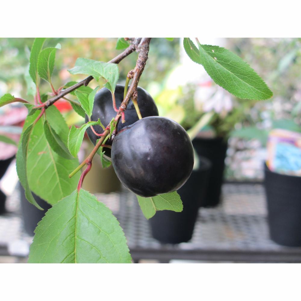 【春予約】　プラム苗　バイオチェリー　【引渡予定日：４／４（土）～１２（日）】