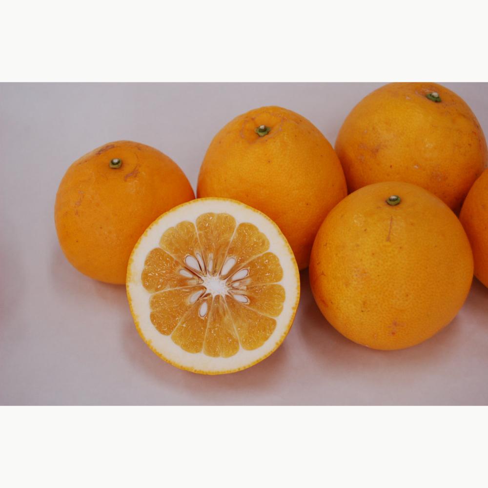 愛媛県産　宇和ジューシー河内晩柑　家庭用　約５ｋｇ【注文期限：７月３１日】