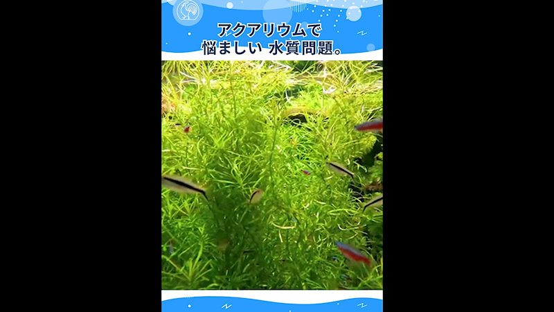 商品動画サムネイル