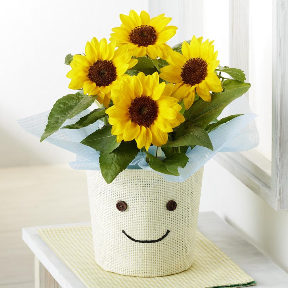 【父の日ギフト】　ひまわり　スマイルラッシュ　【申込期限：６月１７日】【お届け予定日：６月１８日～２１日】