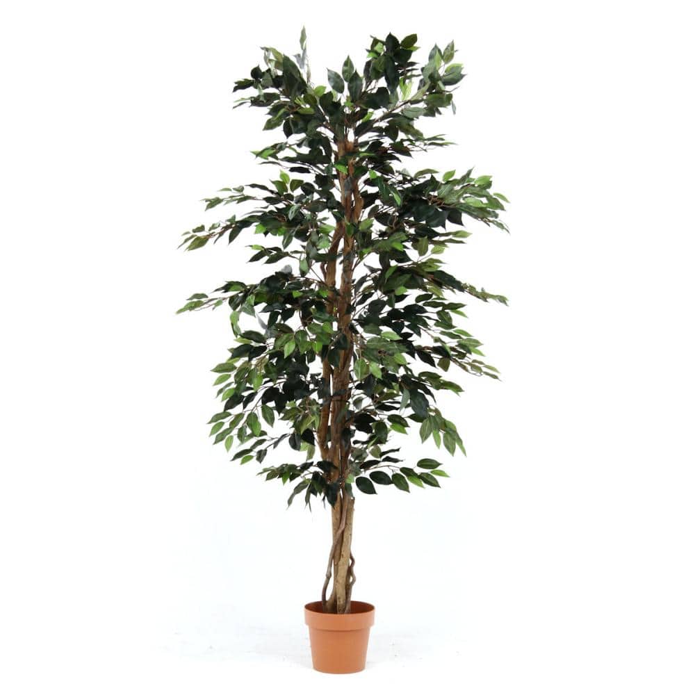 造花観葉　フィカス　１７０ｃｍ