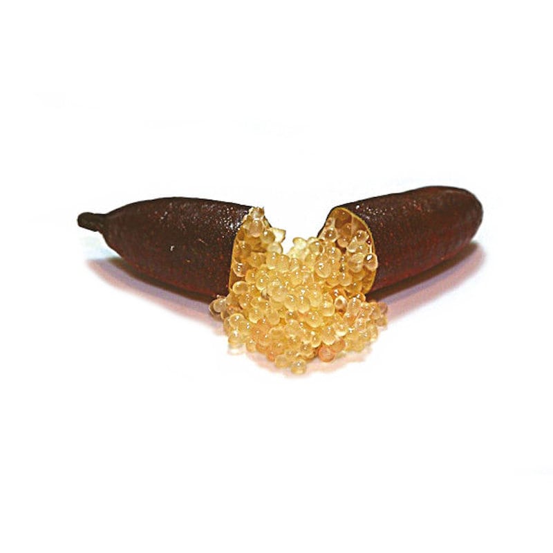 【春予約】　フィンガーライム　ワチョップ　【引渡予定日：４／４（土）～１２（日）】