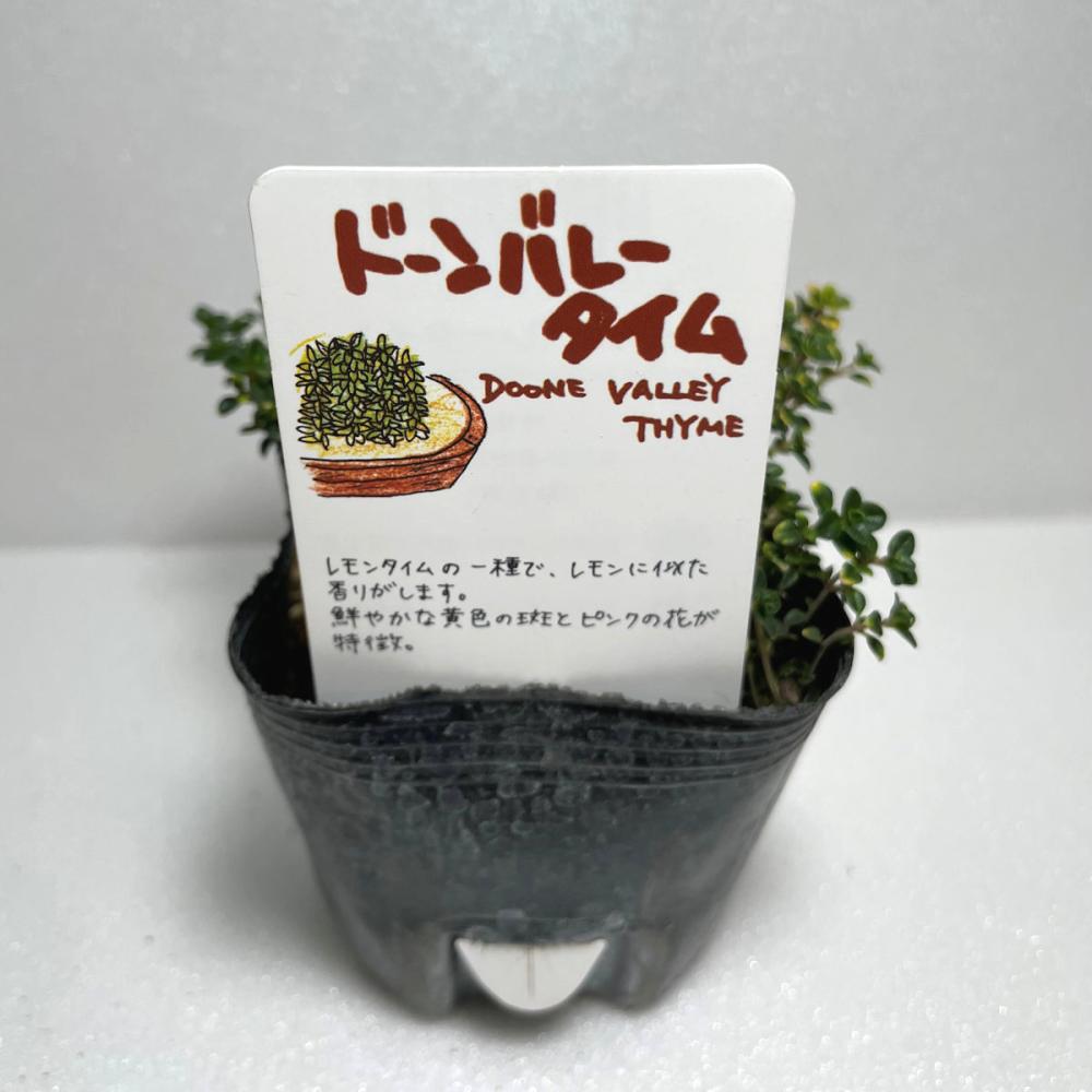 予備タイムドーンバレー　ハーブ苗（４ポット専用）