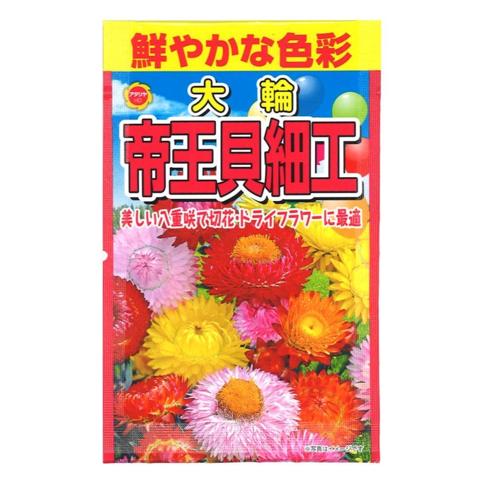 帝王貝細工