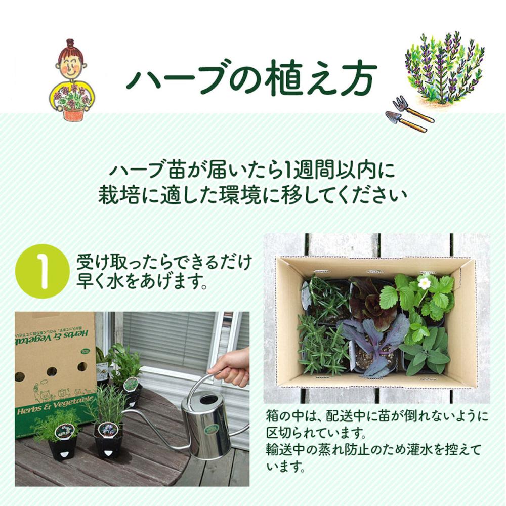 お1人様1点限り】 ハーブの苗 カモミール velvetcircusibiza.com