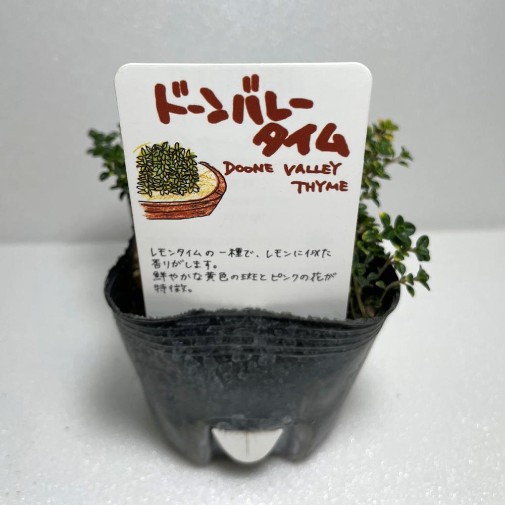 予備タイムドーンバレー　ハーブ苗　１４ポット（５６ポット専用）