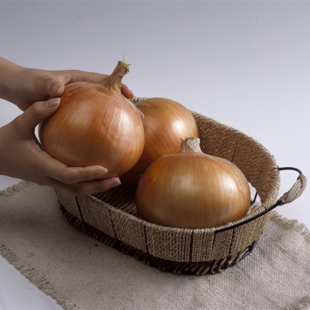 【予約商品】タマネギ苗　大玉種　５０本（関東）