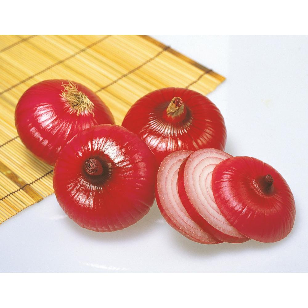 【予約商品】赤タマネギ苗　中晩生　３０本（関東）