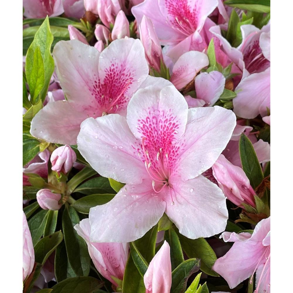 【花予約】　平戸ツツジ　桃花　【引渡し期間：１０月１１日（土）～１０月１９日（日）】