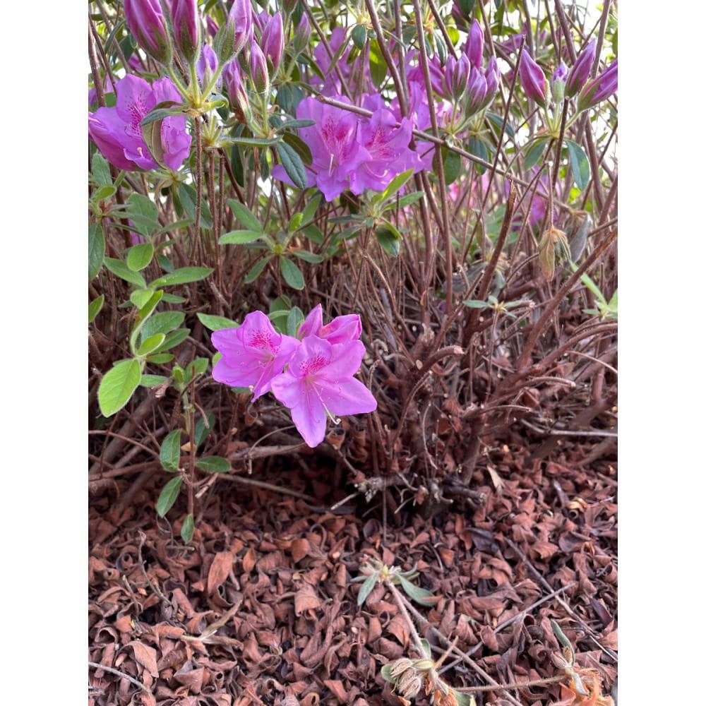【花予約】　平戸リュウキュウツツジ　紫　【引渡し期間：１０月１１日（土）～１０月１９日（日）】