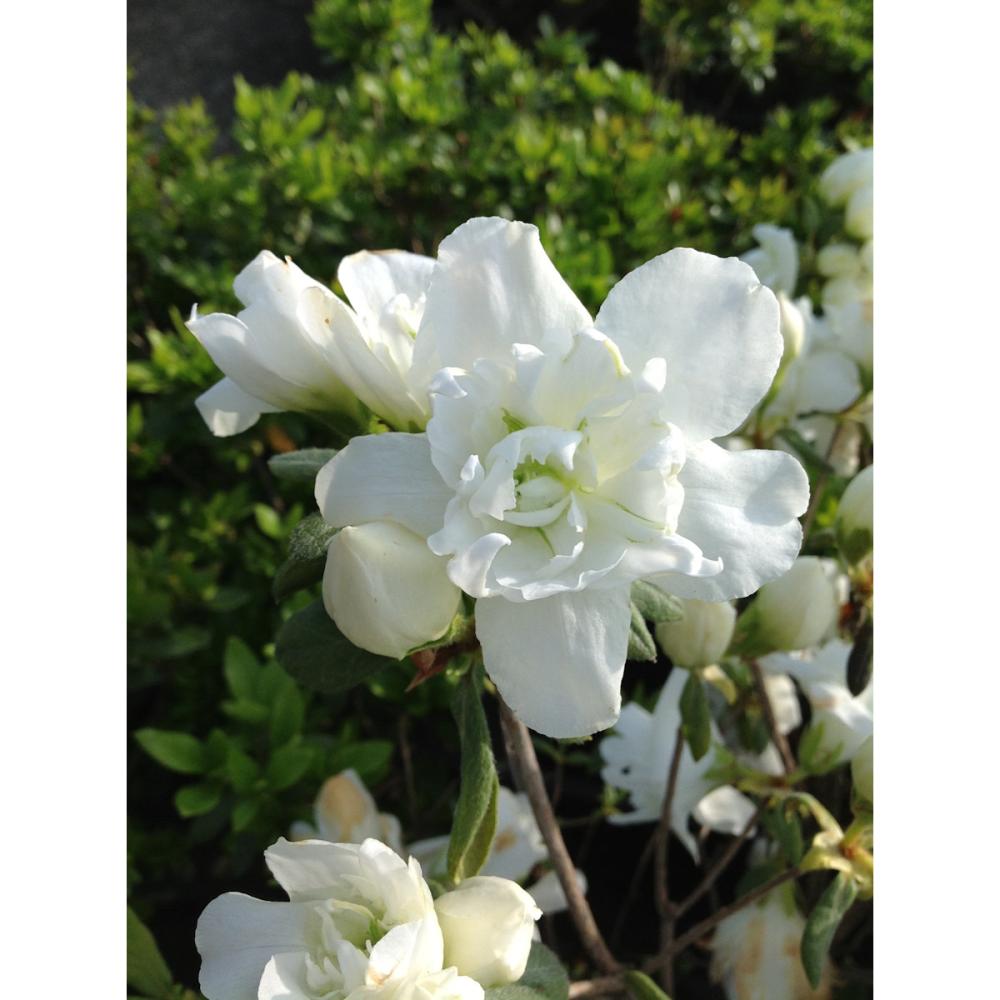 【花予約】 平戸 白万葉 【引渡し期間:10月11日(土)~10月19日(日)】