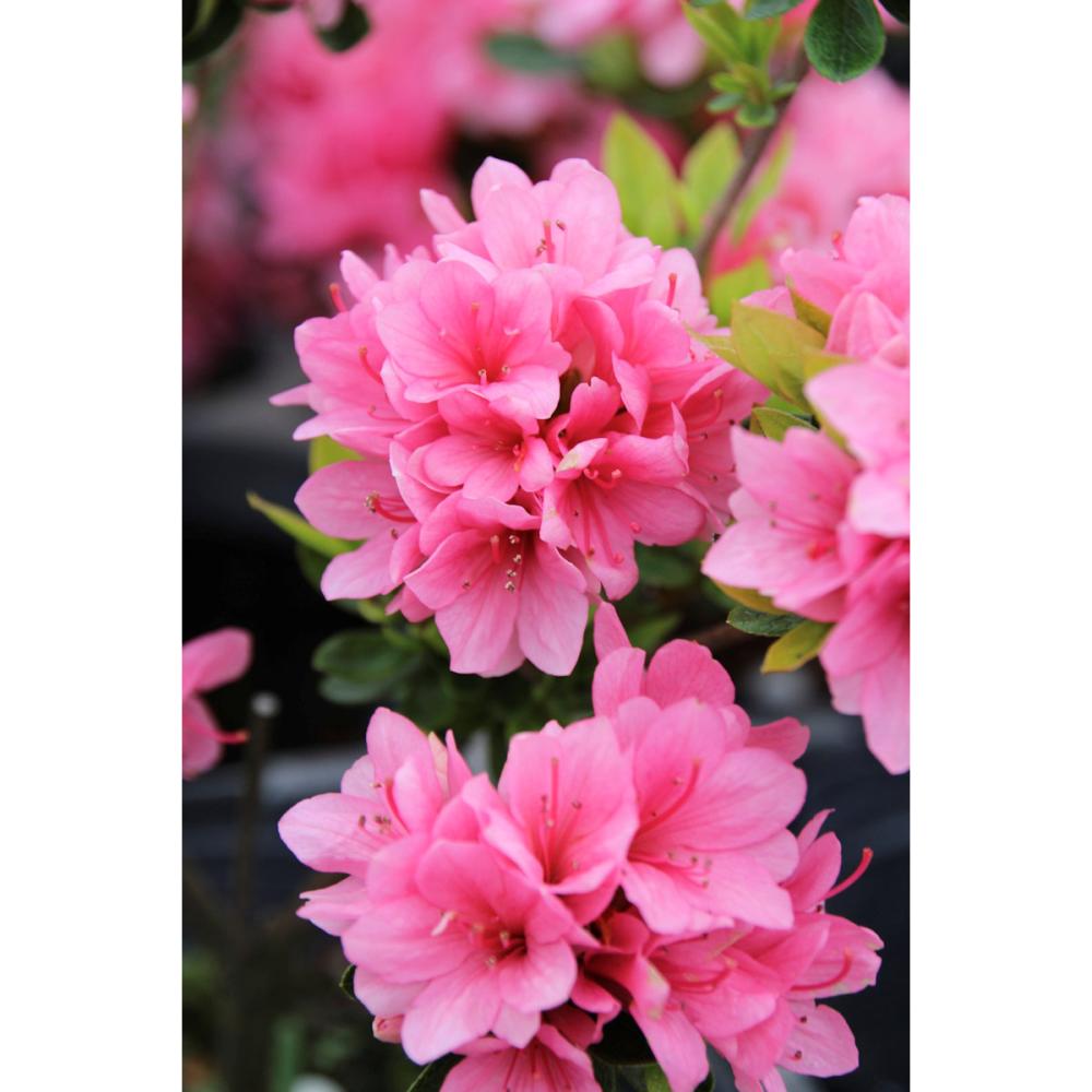 【春予約】　クルメ　麒麟　【引渡予定日：３／７（土）～１５（日）】