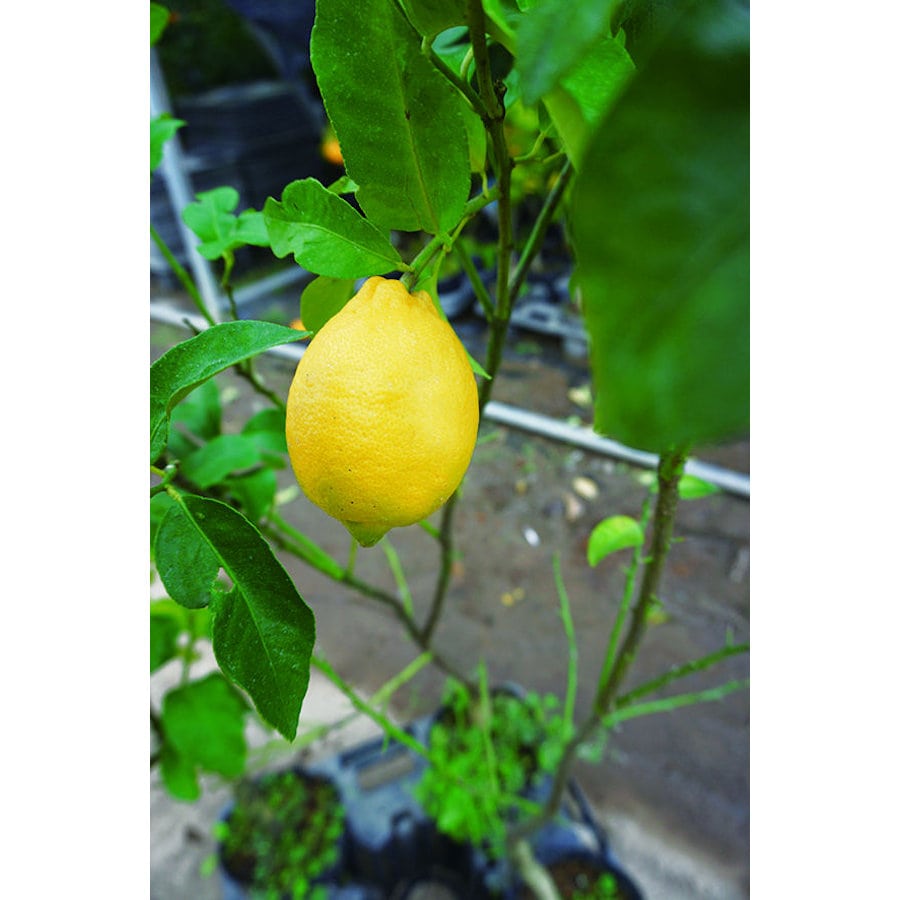 本柚子 苗木♪ レモンの横に♪ 果樹園「花育通販」本柚子（