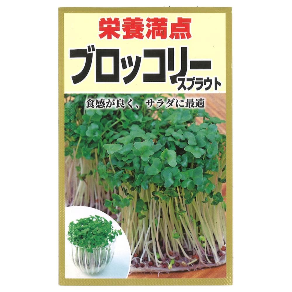 スプラウト種子　栄養満点　スプラウト　ブロッコリー