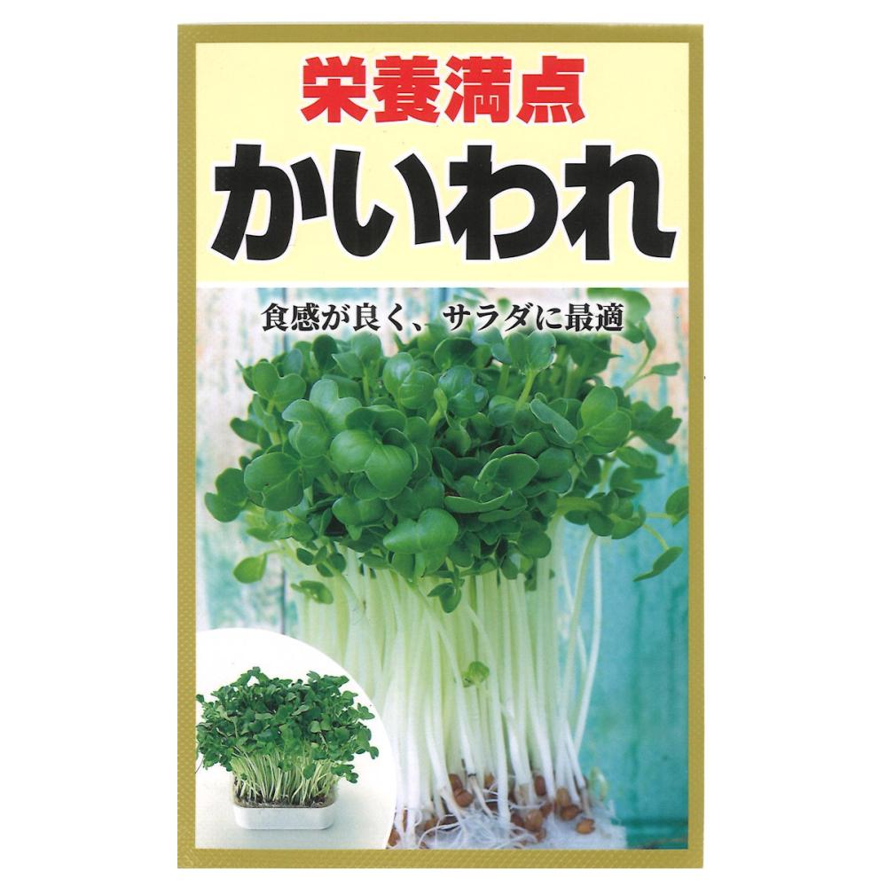 スプラウト種子　栄養満点　スプラウト　かいわれ