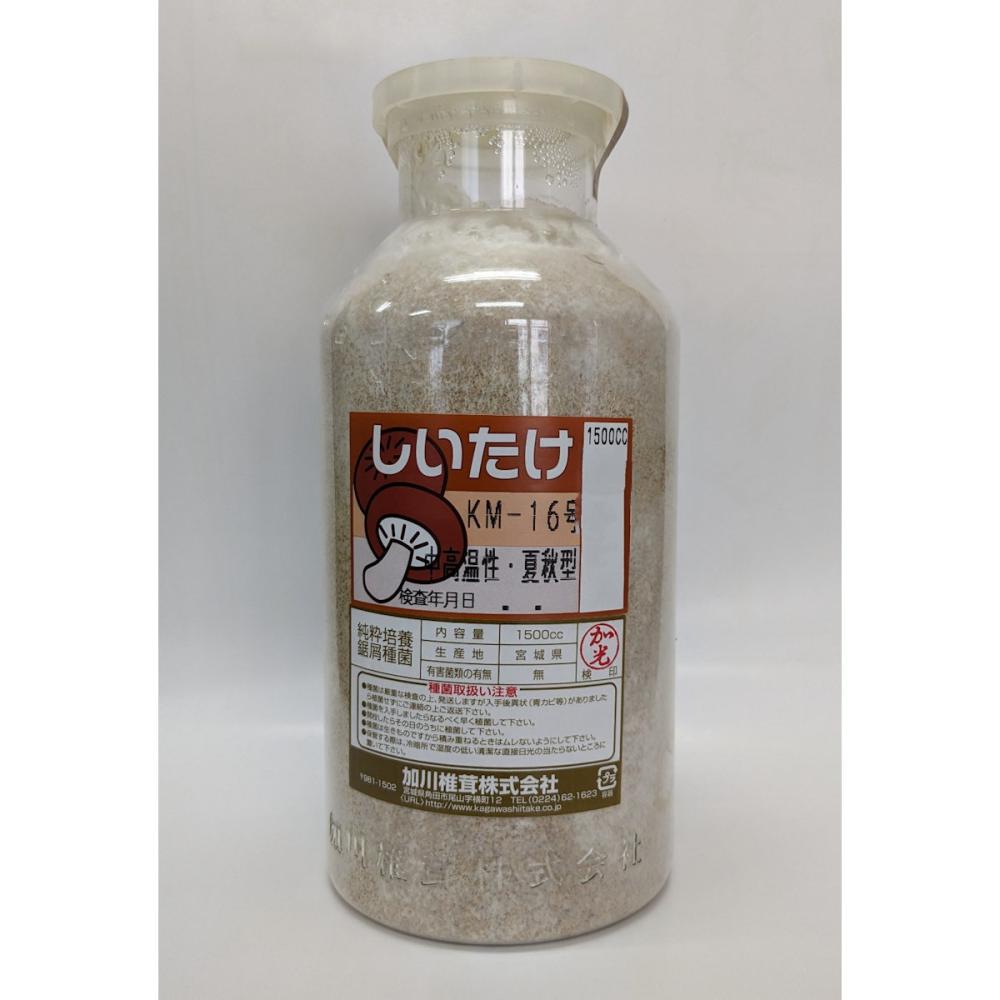 【宅配専用】　しいたけ　種菌　ＫＭ－１６号　中高温性・夏秋型　１５００ｃｃ