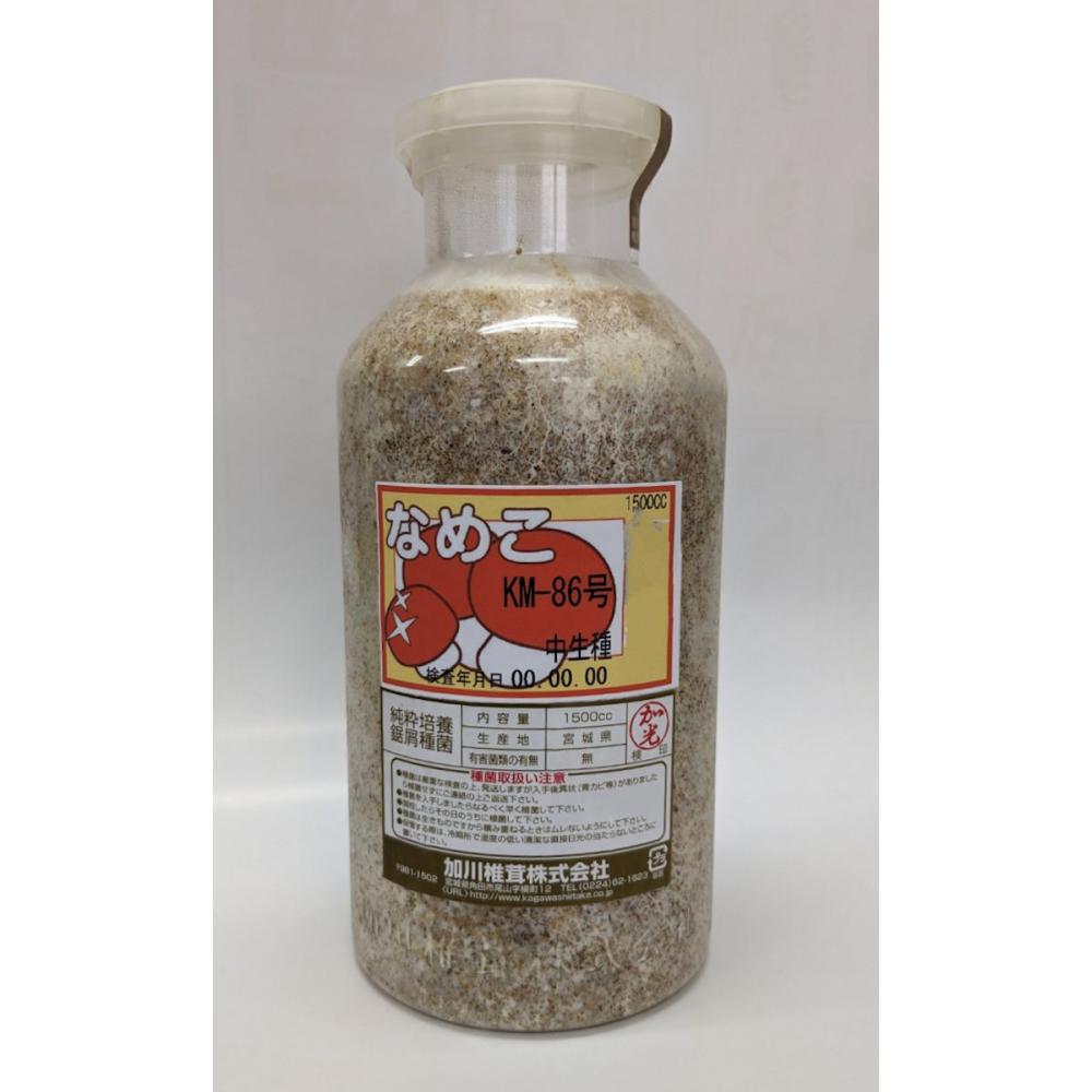 【宅配専用】　なめこ　種菌　ＫＭ－８６号　中生種　１５００ｃｃ