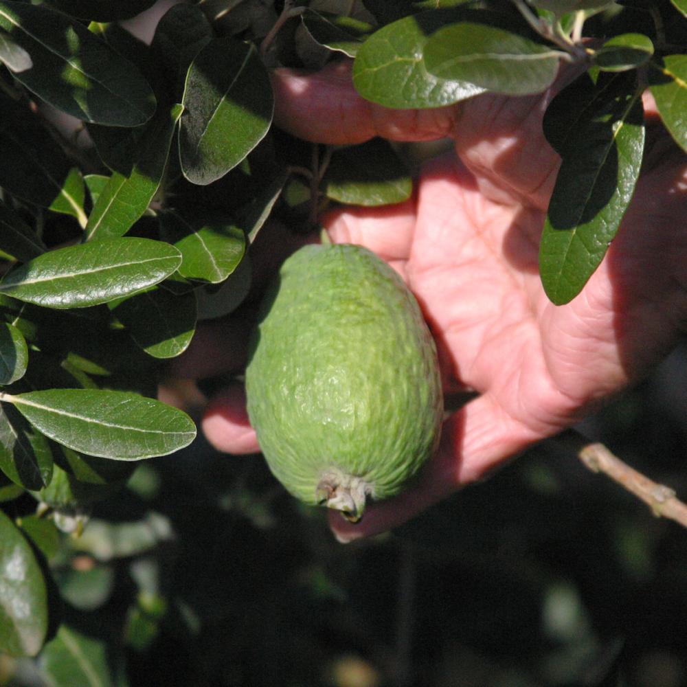 【春予約】　フェイジョア　ニキタ　【引渡予定日：４／４（土）～１２（日）】